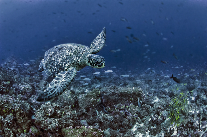 Grüne Meeresschildkröte, Meeresschildkröte, Schildkröte, Bartolome Island, Ecuador, Galapagos