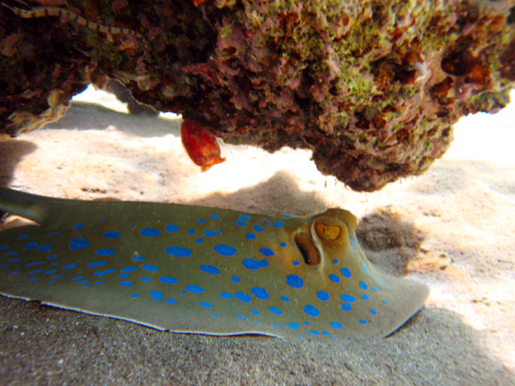 Brayka Bay House Reef, Brayka Bay,Ägypten