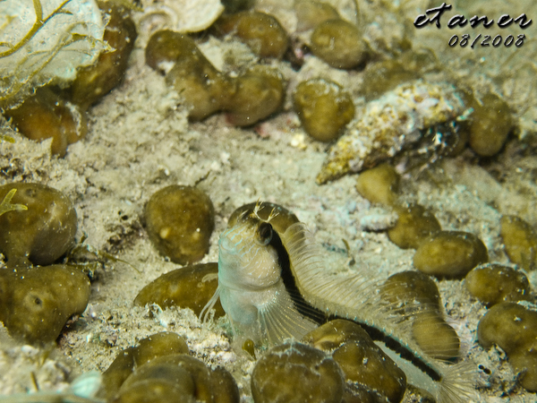 Hausbucht Scuba Valdaliso, Rovinj, Rovinj,Kroatien