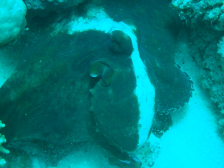 Deep Ocean Blue Diving Center,Marsa Alam,El Quseir bis Port Ghalib,Ägypten