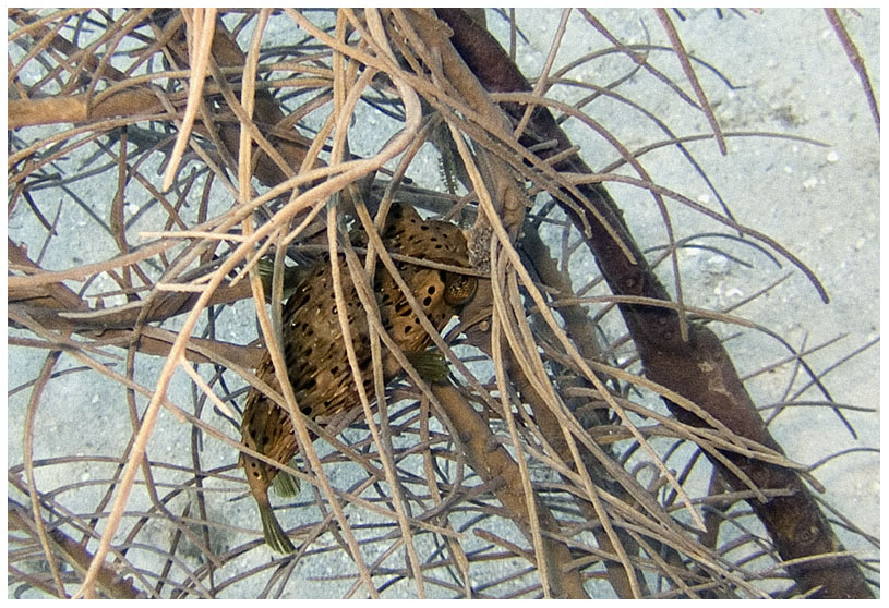 Bayahibe, Bayahibe,Dominikanische Republik