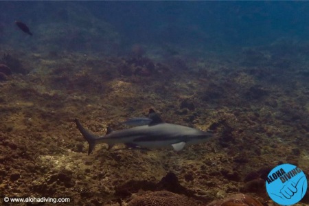 Aloha Ocean Adventures,Rawai,Phuket,Andamanensee,Thailand