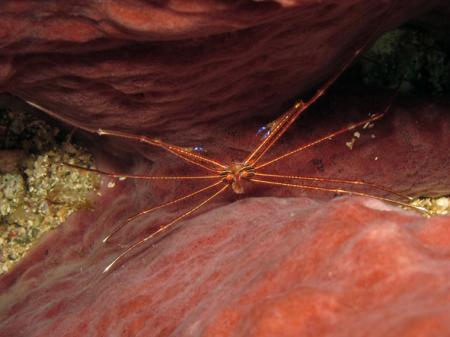 Extradivers,Speyside,Tobago,Trinidad und Tobago