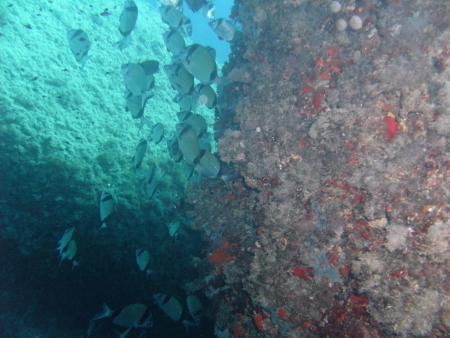 Dive & Fun,Cala D´Or,Mallorca,Balearen,Spanien