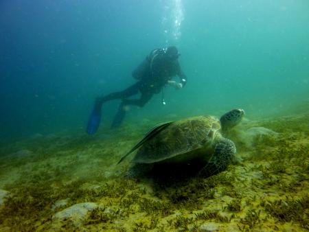 Beachsafari Diving Camp Marsa Alam,Marsa Alam und südlich,Ägypten