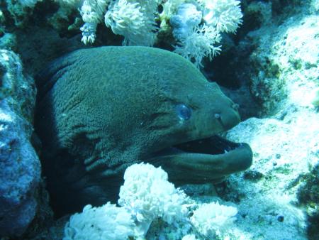 Sinai Divers,Naama Bay,Sharm el Sheikh,Sinai-Süd bis Nabq,Ägypten