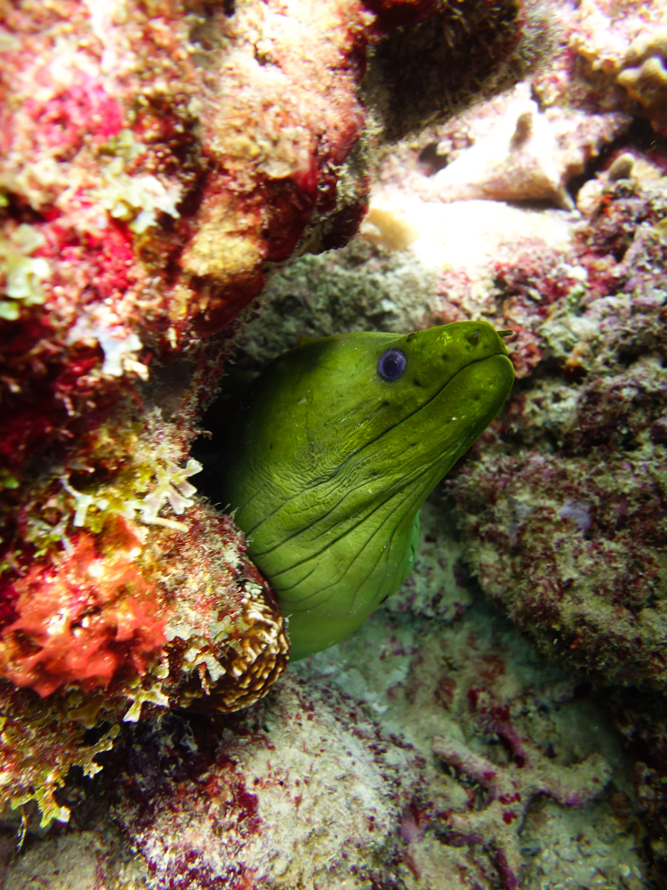 Deefer Diving, Deefer Diving, Hillsborough, Carriacou, Grenada