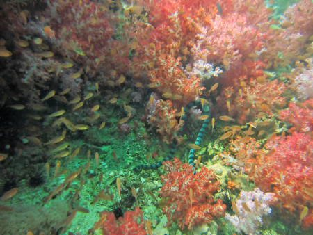 Ocean Divers,Koh Lipe,Andamanensee,Thailand