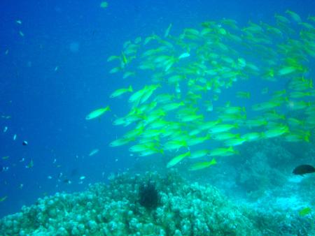 M/V Andaman (Sea-Dragon Khao Lak),Thailand