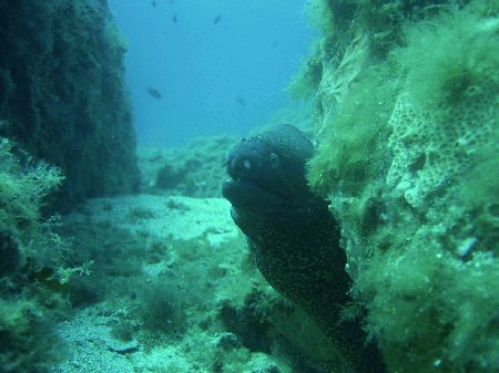 Anthias Diving,Cannigione (Sardinien),Sardinien,Italien