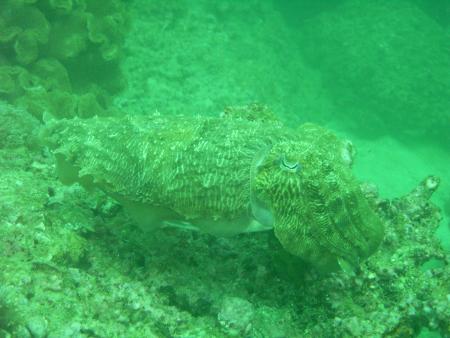 Oman Dive Center (Extra Divers),Muscat,Oman