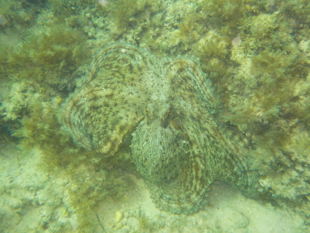 Girandella Diving Center,Kroatien