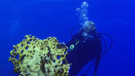 diving.DE el Flamenco,El Quseir bis Port Ghalib,Ägypten