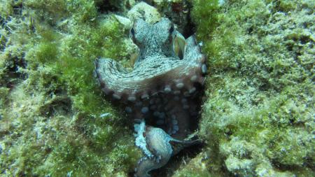 Q Divers,Agia Napa,Aya Napa,Zypern