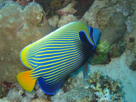 diving.DE el Flamenco,El Quseir bis Port Ghalib,Ägypten