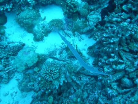 TOPdive,Fakarava North,Französisch-Polynesien