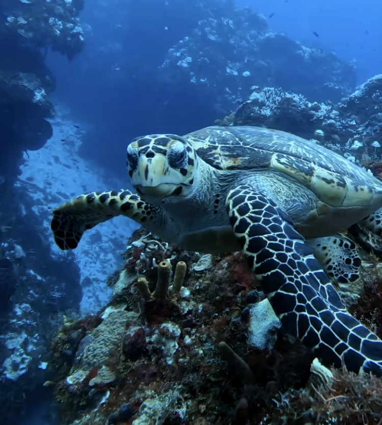 Turtles, Cozumel, Mayan RIviera, Diving Reality, Mexiko