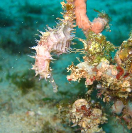 Abwonderdive Dive Resort  Small Lalaguna Puerto Galera.,Philippinen