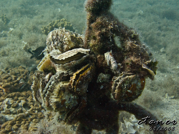 Hausbucht Scuba Valdaliso, Rovinj, Rovinj,Kroatien