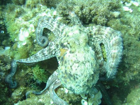 Diving Center,Cala Pada,Ibiza,Balearen,Spanien