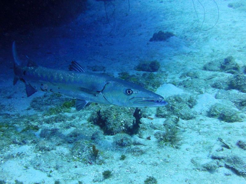 Große Unterwasserbewohner / ohne Haie, Jardines de la Reina,Kuba