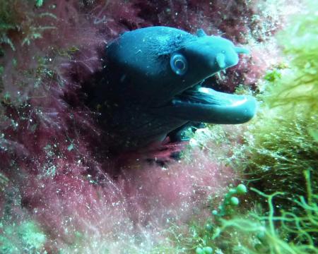 Dive & Fun,Cala D´Or,Mallorca,Balearen,Spanien