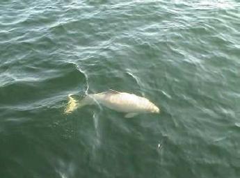 wei&szlig;er Schweinswal - &copy; Klaus Boller / GSM