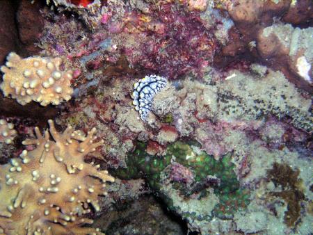 Calypso Diving,Koh Samui,Golf von Thailand,Thailand