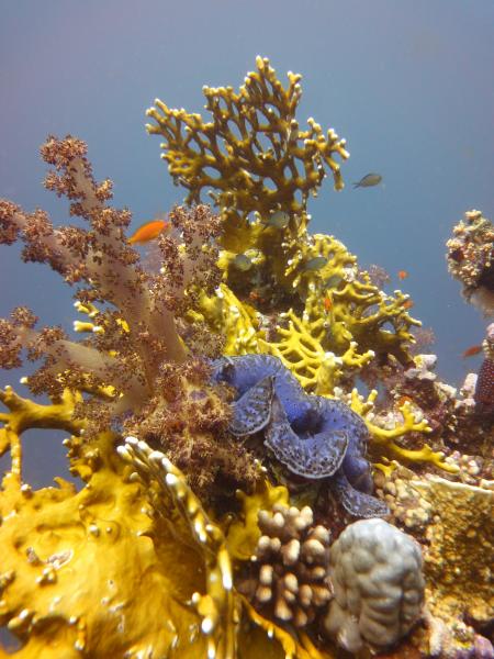 Sinai Divers,Naama Bay,Sharm el Sheikh,Sinai-Süd bis Nabq,Ägypten