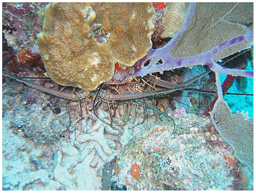 Bayahibe, Bayahibe,Dominikanische Republik