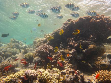 Sinai Divers,Naama Bay,Sharm el Sheikh,Sinai-Süd bis Nabq,Ägypten