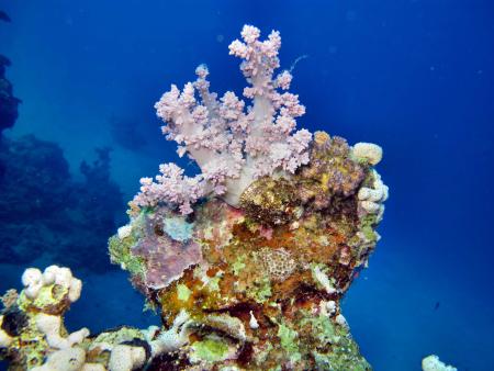 diving.DE el Flamenco,El Quseir bis Port Ghalib,Ägypten
