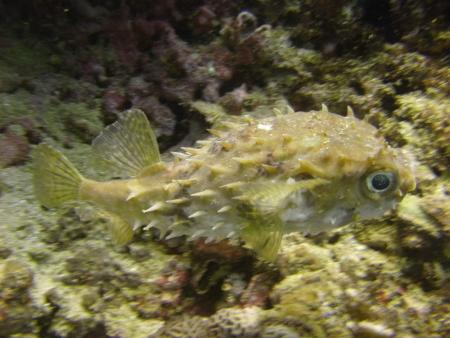 Oman Dive Center (Extra Divers),Muscat,Oman