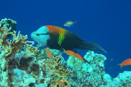 diving.DE el Flamenco,El Quseir bis Port Ghalib,Ägypten