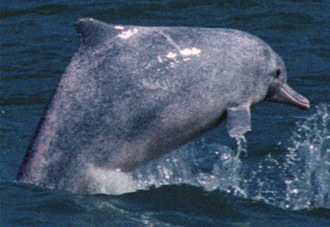 Sousa sousa - &copy; WDC