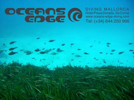 Oceans Edge Diving,Mallorca,Balearen,Spanien