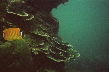 Calypso Diving,Koh Samui,Golf von Thailand,Thailand