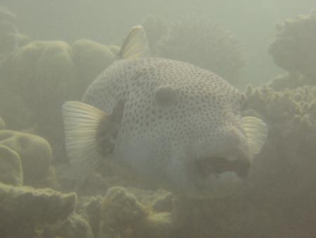 Beachsafari Diving Camp Marsa Alam,Marsa Alam und südlich,Ägypten