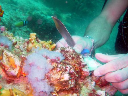 Scuba Pelicano,Isla Margarita,Juan Griego / Venezuela,Venezuela