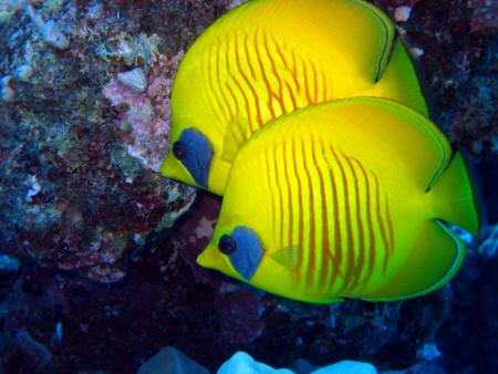 Extra Divers,Brayka Bay,Marsa Alam,Marsa Alam und südlich,Ägypten