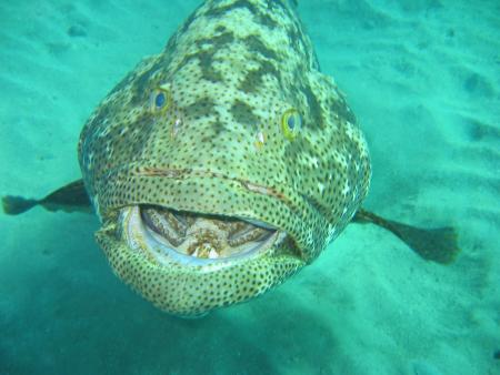 Shams Alam - Wadi Gimal Diving Center,Marsa Alam,Marsa Alam und südlich,Ägypten