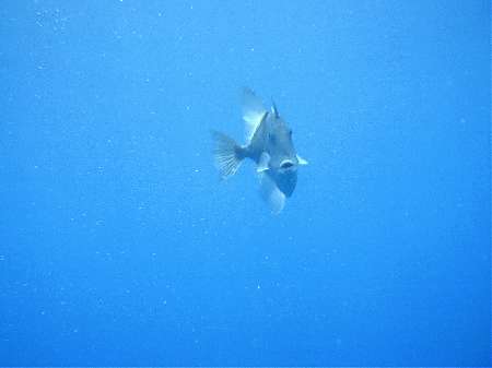 Wahoo-Diving,Santa Maria,Azoren,Portugal