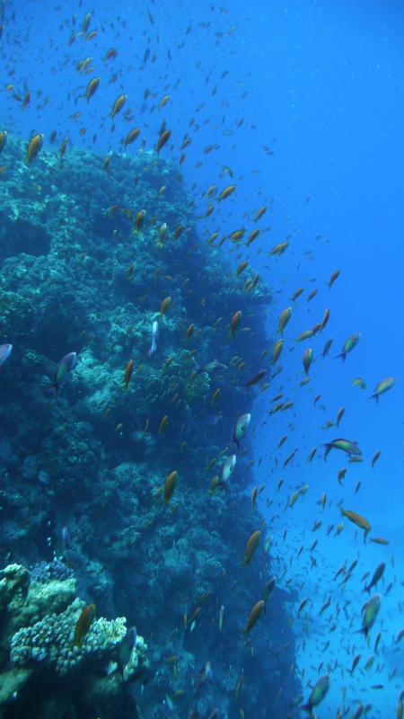 Ducks Dive Center,Mangrove Bay,El Quseir,El Quseir bis Port Ghalib,Ägypten