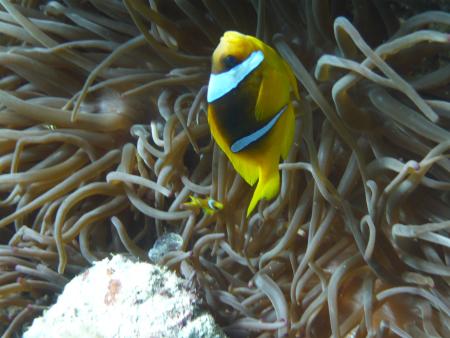 diving.DE el Flamenco,El Quseir bis Port Ghalib,Ägypten