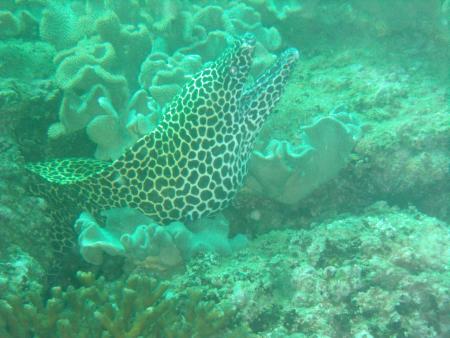 Oman Dive Center (Extra Divers),Muscat,Oman