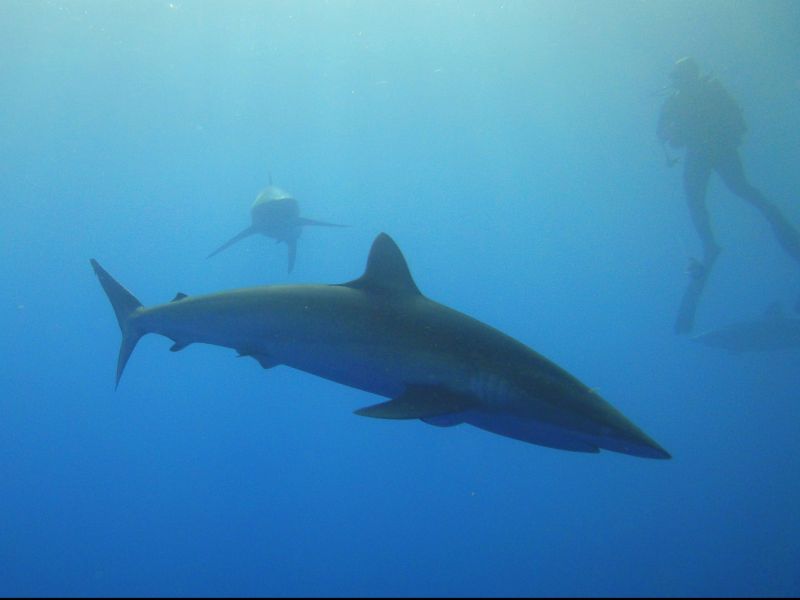 jetzt mal die Silkys - Seidenhaie, Jardines de la Reina,Kuba