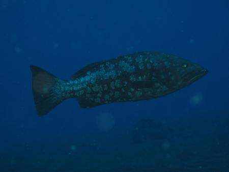 Buceo-Sub La Palma,Kanarische Inseln,Spanien