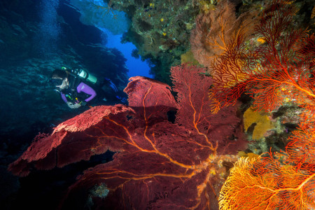 Lagoon Safari Diving,Lifou Island,Neukaledonien