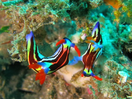 Bastianos Lembeh,Blue Bay Divers,Sahaung Island,Nord Sulawesi,Sulawesi,Indonesien
