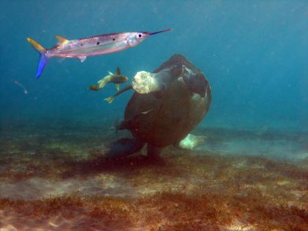 Orca Dive Club,Abu Dabab,Marsa Alam und südlich,Ägypten